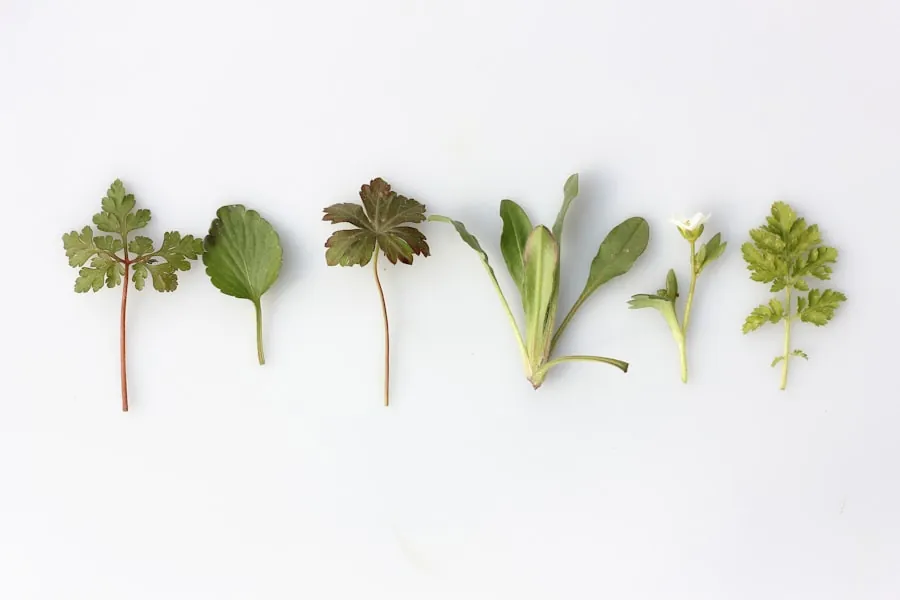 Fresh garden herbs used in Copper Pot's kitchen